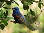 bird in a tree