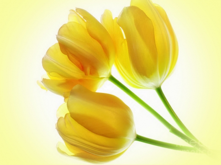 Sunny trio - three, tulips, flowers, yellow