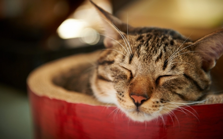 Cat - paws, face, pretty, cute, animals, beautiful, cat, sleeping, kitty, cats, kitten, hat, lovely, cat face