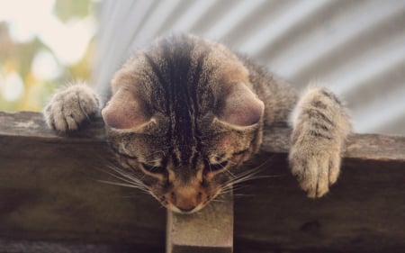 Cat - paws, face, pretty, cute, animals, beautiful, cat, sleeping, kitty, cats, kitten, hat, lovely, cat face