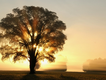 A New Day - morning, nature, sun, plant, tree