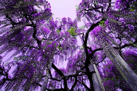 Purple Blossom Tree - nature, vines, purple, blossom, light, tree, sky, limbs