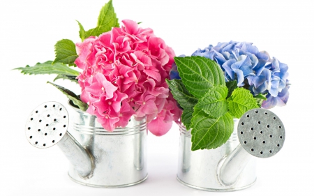 Hydrangea Bouquets - watering can, flowers, creative, hydrangea bouquets