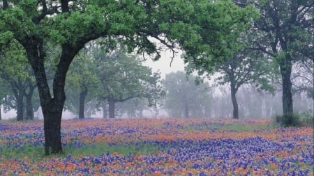 bluebonnets on a misty day in texas - flowers, fields, trees, mist