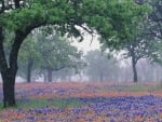 bluebonnets on a misty day in texas