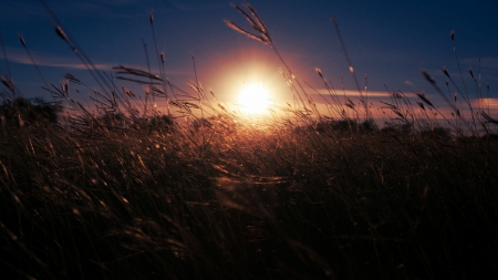 sun set - set, field, grass, sun