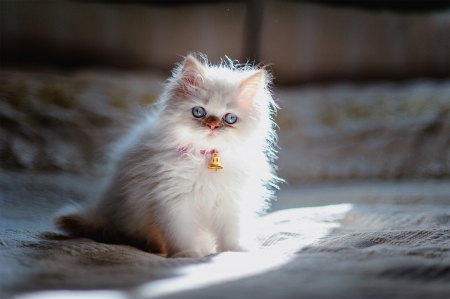 Cute Kitten ♥ - white cat, photography, sweet, cat, fluffy, kitten, cute, adorable, blue eyes