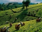 women working on a tea farm