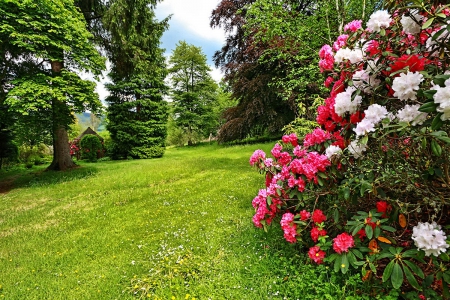 Lovely place in park - pretty, trees, summer, beautiful, grass, lovely, freshness, flowers, bush, garden, park