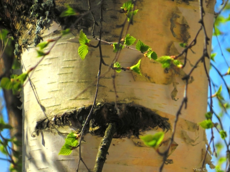 Birch - leaf, tree, spring, sun