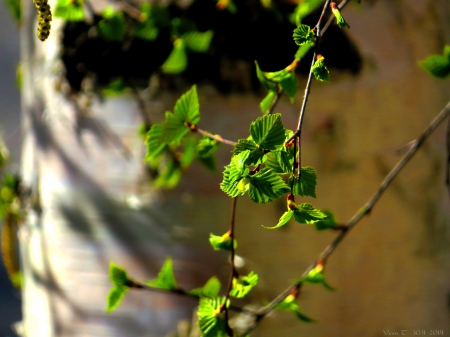 Leaf - spring, birch, leaf, sun