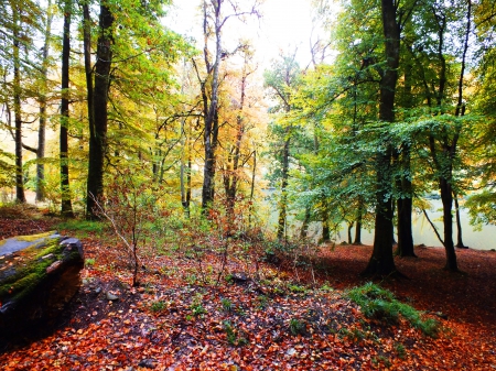 Forest dream - color, autumn, forest, trees