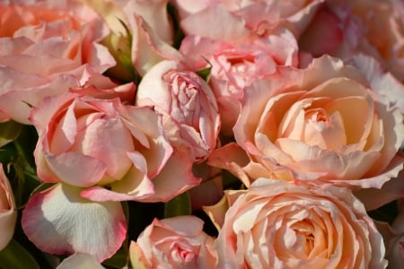 Apricot roses - apricot, flower, roses, rose