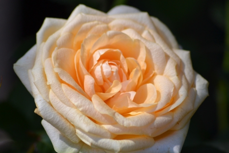 Yellow rose - summer, flower, rose, june, yellow