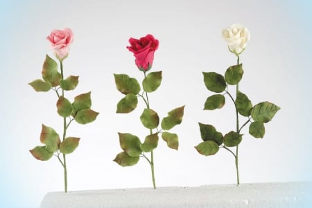 Joy, love, humility - white, three, red, roses, pink, flowers