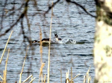 Pond - bird, spring, water, sun