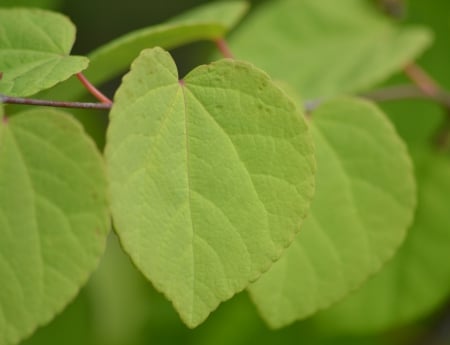 Heart leaves - spring, leave, green, heart