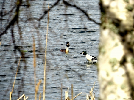 Pond - water, pond, bird, spring