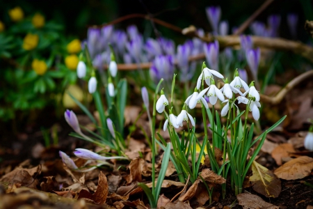 Spring - nature, snowdrop, snowdrops, flowers, spring, flower