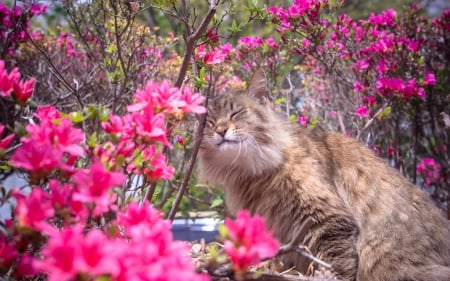 â™¥ - cat, pink, animal, cute, flower