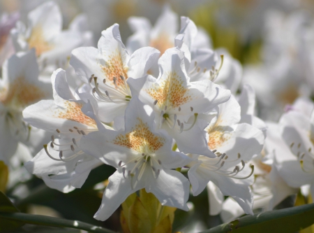 White rhododendron - white, garden, flower, rhododendron, sun