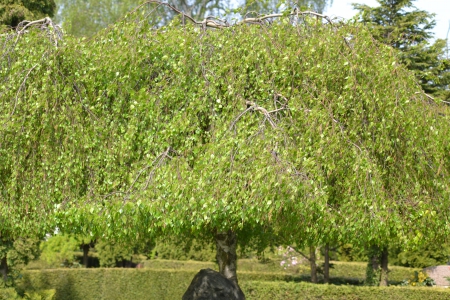 Nice birch - birch, nature, tree, beautiful