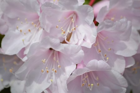 Soft pink rhododendron - close up, rhododendron, pink, flowers, garden