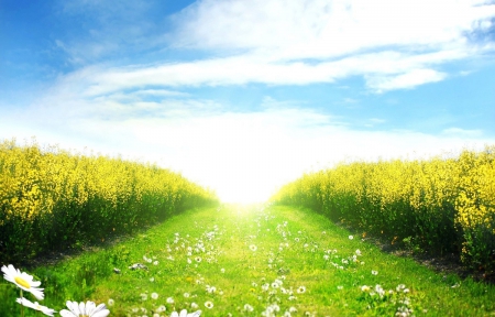 Nature - nature, field, flowers, sun