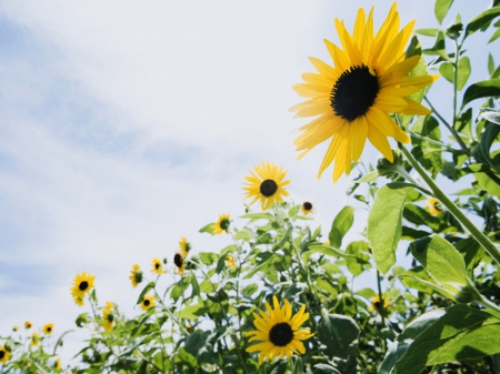 Sunflowers - sunflower, nature, sunflowers, field