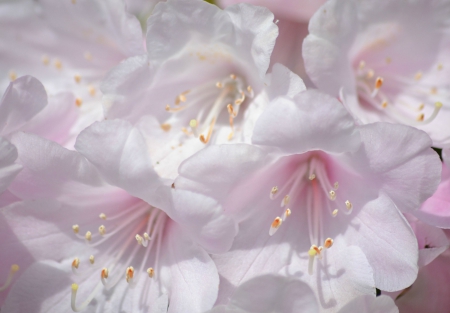 Icy pink rhododendron - garden, pink, rhododendron, flowers, close up