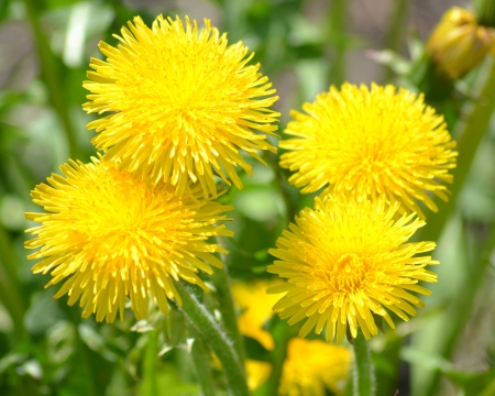 Dandelions - dandelions, yellow, wild, flowers, spring