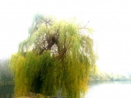 soft weeping willow - nature, willow, green, soft