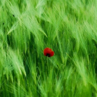 poppy