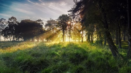 morning sun rays on dew covered grass - sun rays, trees, dew, sunrise, grass