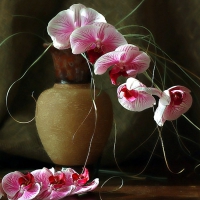 Orchids