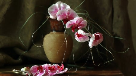 Orchids - flowers, ase, still life, arrangement