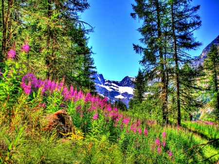 Mountain Flowers Paradise - nature, colors of nature, green nature, landscape, paradise, splendor, lovely flowers, flower