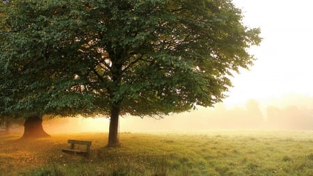 morning mist on a beautiful park meadow - morning, tree, bench, meadow, mist