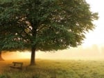 morning mist on a beautiful park meadow