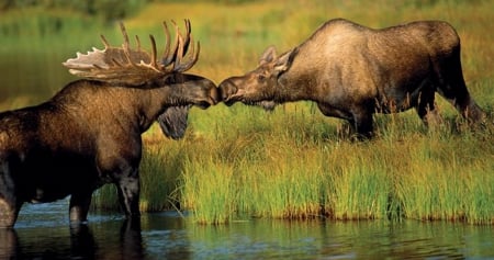 Love - beautiful, animals, kiss, water