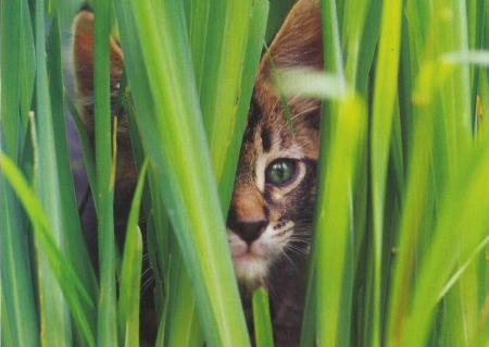 Cat - feline, cute, weeds, paws, cat