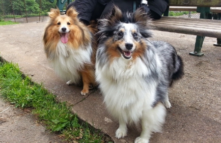 Family - Dog, Canine, Mans best friend, Shetland Sheep Dog