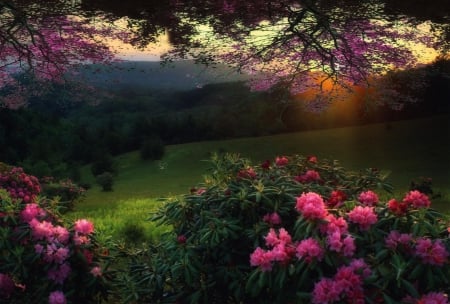 Magic Spring - flowerd trees, hills, sunset, beautiful, green, grass, forest, pink flowers