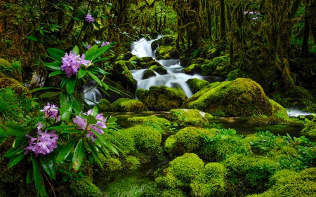 Beautiful Forest Waterfall - nature, flowers, forest, waterfall