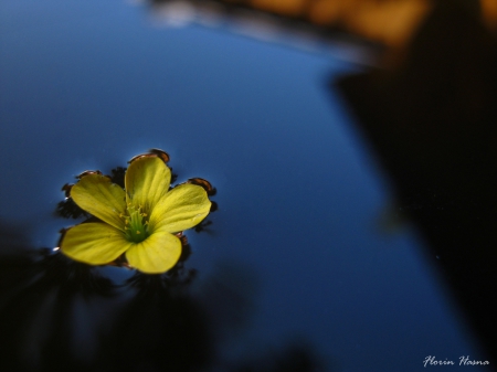 Alone - alone, flower, abstract