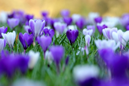 Crocus - nature, crocuses, crocus, flowers, spring, flower