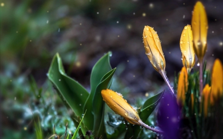 Crocuses - nature, crocuses, crocus, drop, flowers, flower, drops