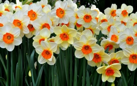 Daffodils - nature, daffodils, daffodil, flowers, flower