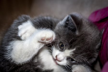 Cat - hat, pretty, cat face, beautiful, lovely, paws, cat, kitten, cute, cats, face, sleeping, animals, kitty