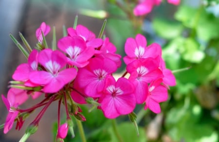 Pelargonium - flowers, nature, pelargonium, flower, pink, pink pelargonium